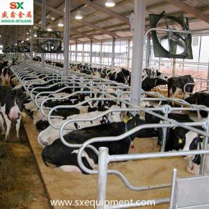Dairy Cattle Free Stall